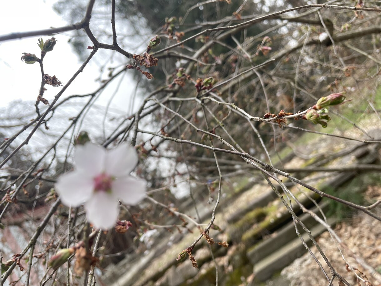 看護師がこころの相談にます 心に寄り添い、ゆるっとかろやかになるようお手伝いします！ イメージ1