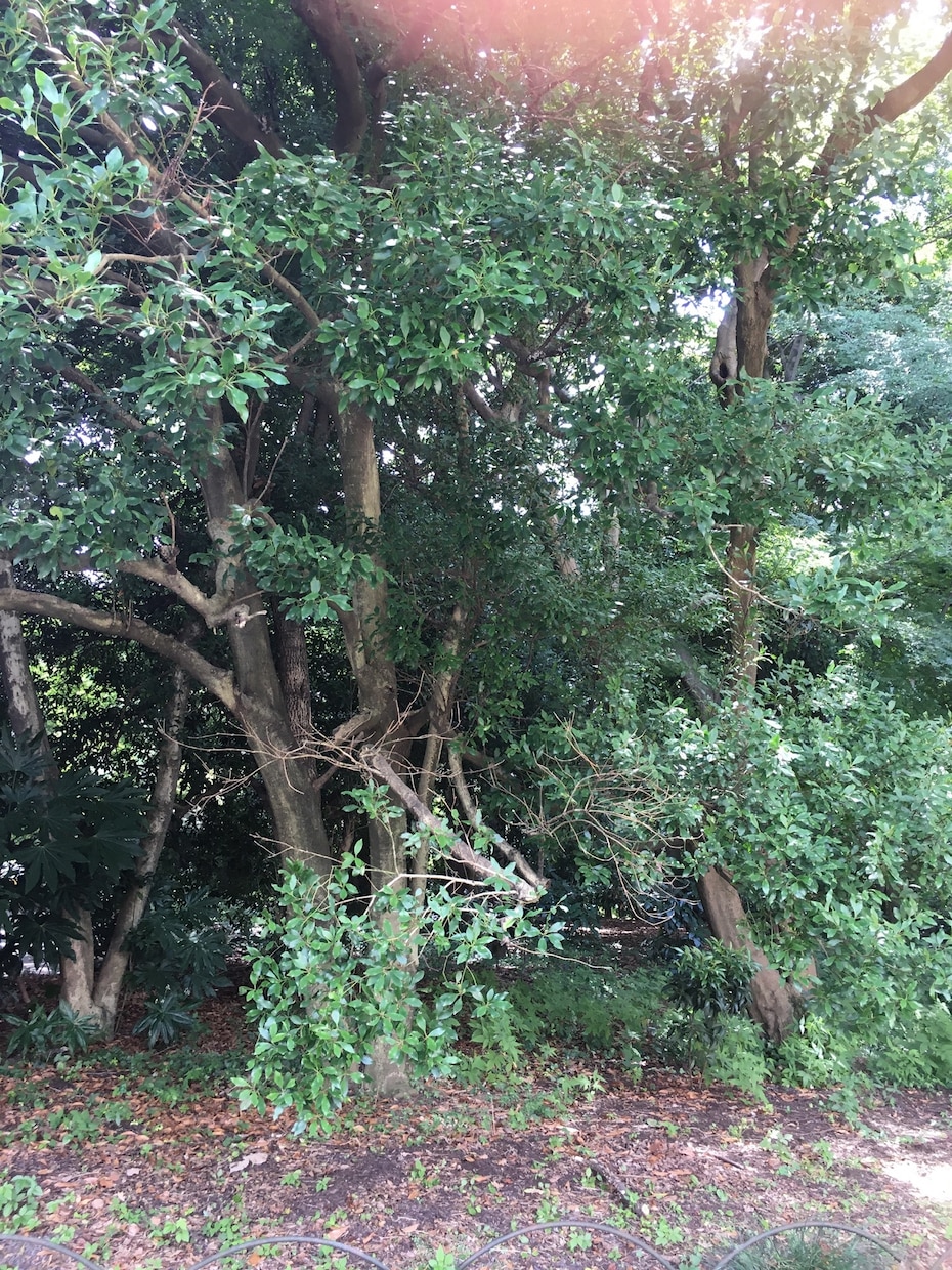日常の景色、綺麗に撮ります 動画などを作る際、背景の写真が必要な人へ イメージ4