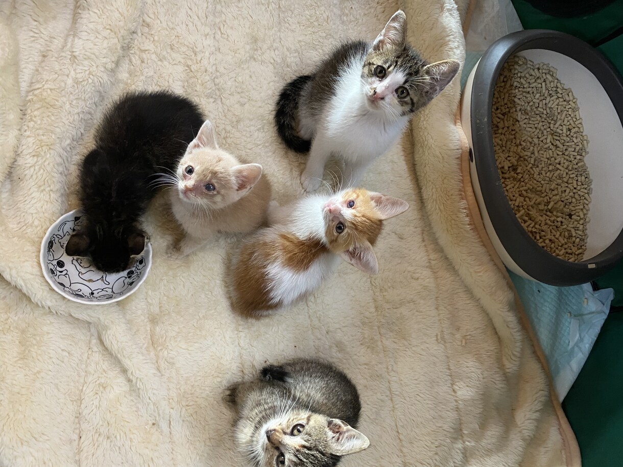 動物介護士がお家でのケアをサポート致します ペット介護の【困った！どうしよう？】をなんでも聞いて下さい。 イメージ1