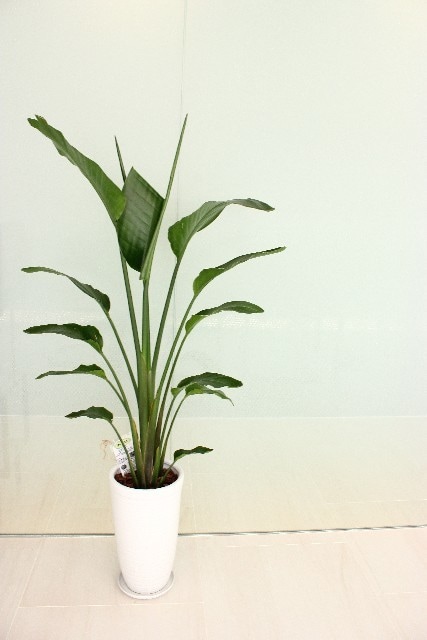 園芸植物の疑問・質問、何でもお答えします 植物栽培の「困ったこと」にグリーンアドバイザーがお答えします イメージ1