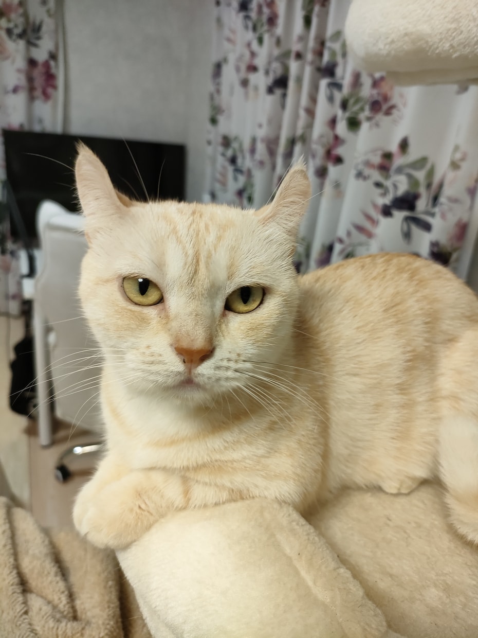 犬　猫　ハムスター鳥ペットの気持ち霊感霊視で視ます 家のワンちゃん猫ちゃんの父親だからこそ愛を込めて占います イメージ9