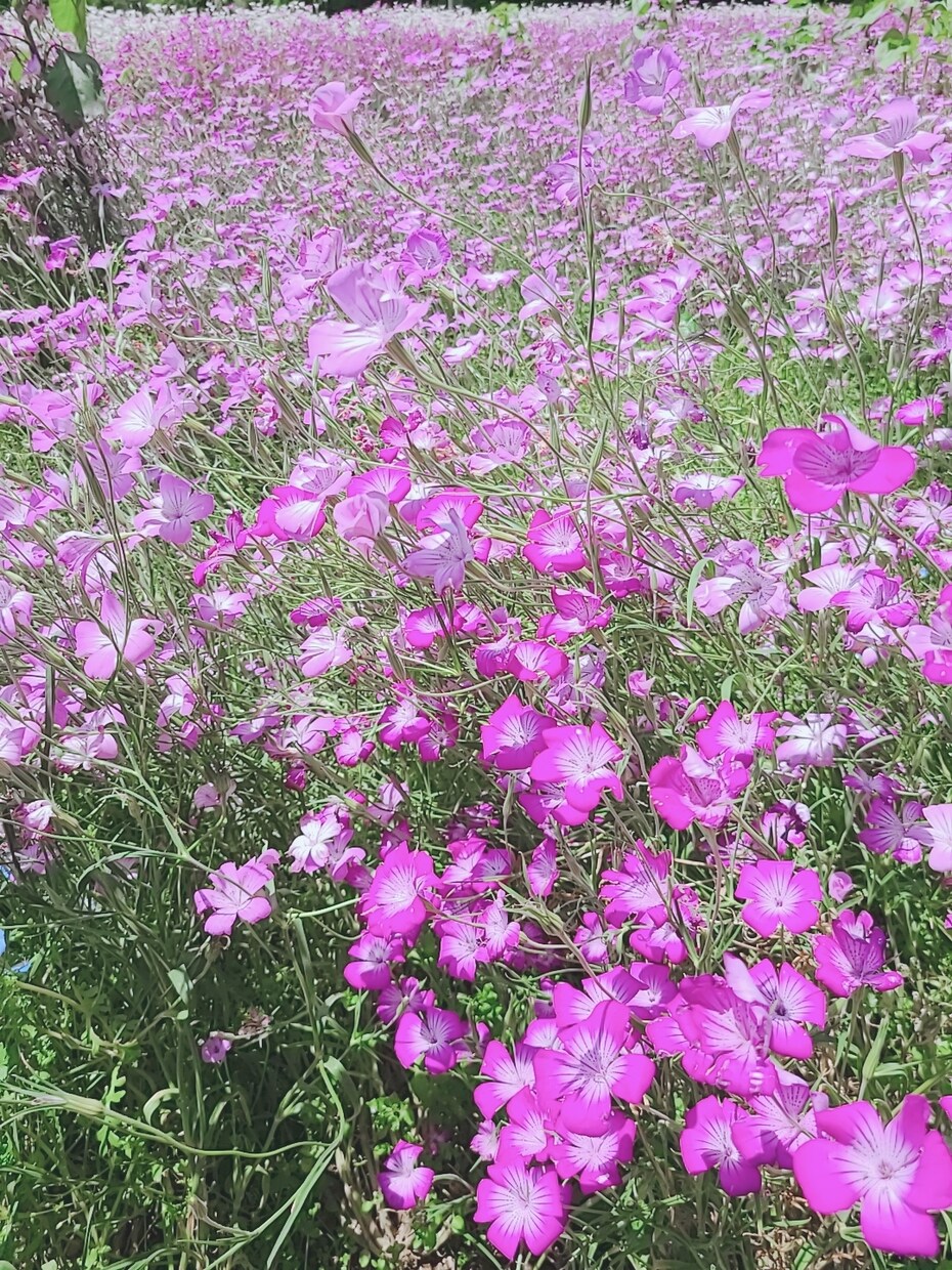 30分集中チャット☆相談☆雑談のります そのままのあなたでOK♡お友達感覚！ イメージ4