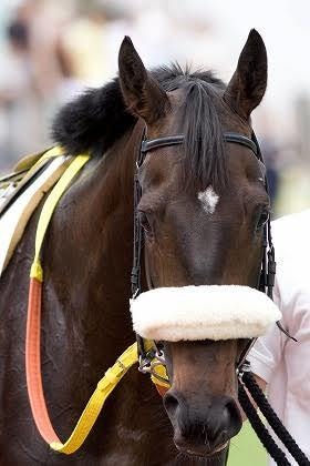 競馬競艇、予想では無い買い方をあなたに伝達します 買い方がすべてです。予想で勝てますか？ イメージ6