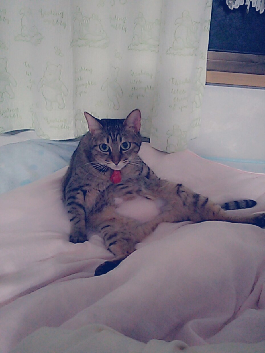 愛猫ちやんの写真提供します ネコチャンが、好きで癒しがほしい方是非♡♡ イメージ1