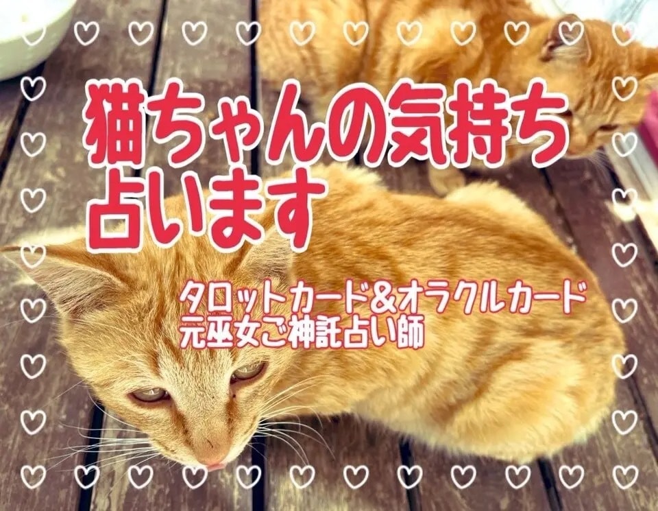 飼ってる猫ちゃんの気持ち占います 猫ちゃんからのメッセージ、気持ちを占います イメージ4