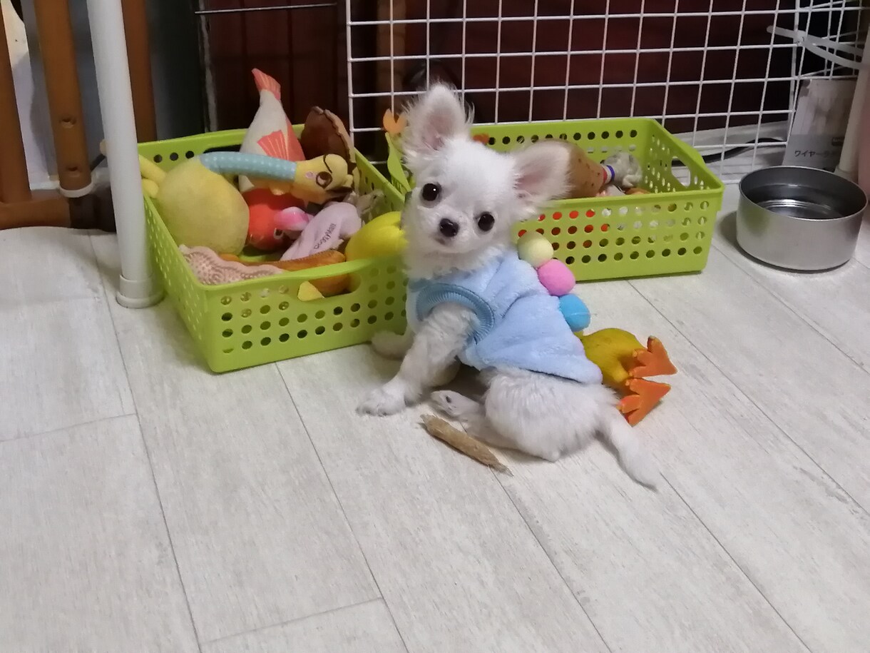 犬に関するご相談。甘噛みやトイレのしつけ等々。ます 犬を飼う前に犬も飼い主も不幸にならないために知っておきたい。 イメージ3