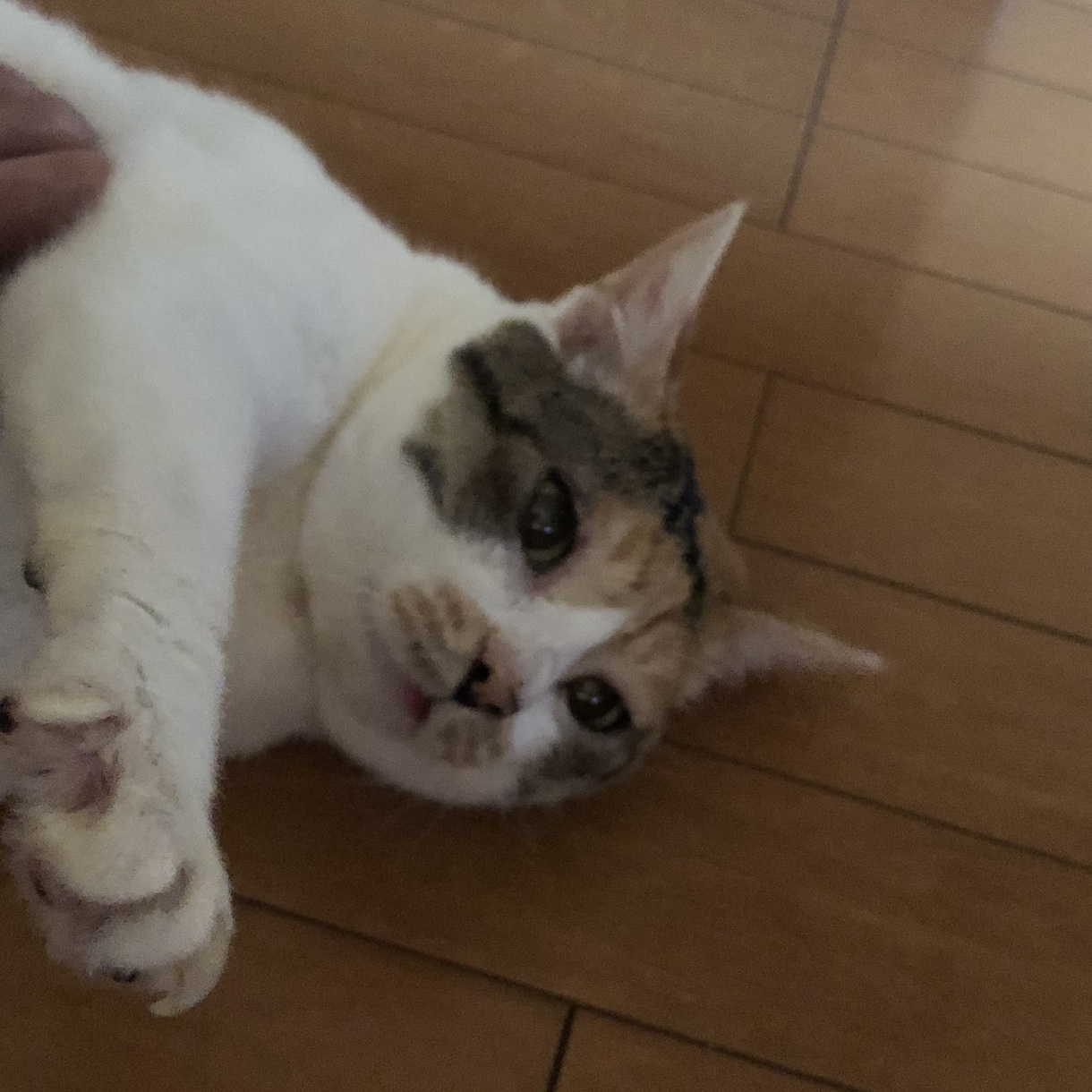 話し相手や愚痴聞きになります たくさん話してもらえると嬉しいです！ イメージ1