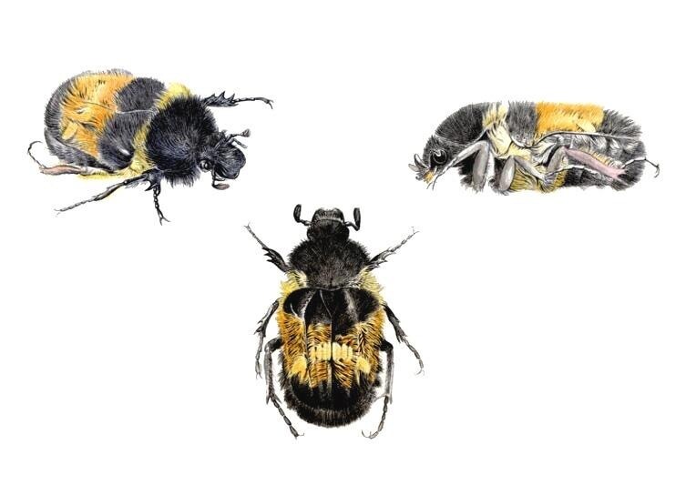 プロが世界に一枚のリアルなペット鉛筆画を描きます 昆虫・魚類・両生類・爬虫類・鳥類・哺乳類まで全対応します イメージ7
