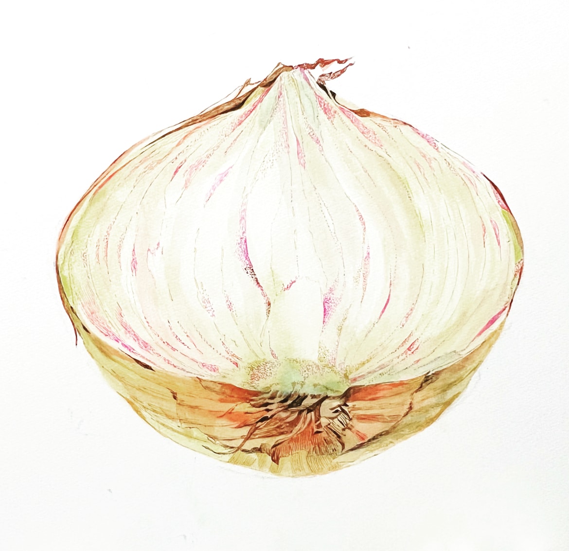 手描き・野菜イラスト描きます 水彩＋ペン画 / 清潔感のある細かな表現 イメージ3