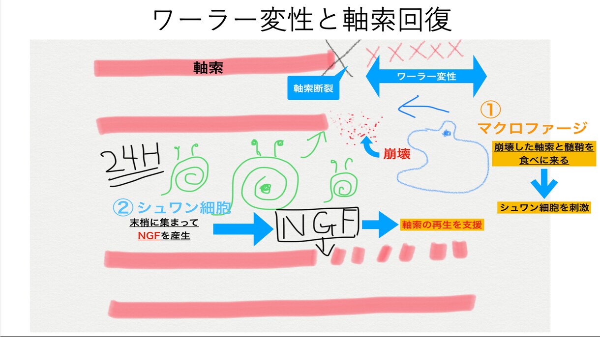 多くの方が悩んでいる神経痛に関してお伝えします 痺れる・だるい・力が入らない、それだけが神経痛ではない！ イメージ4