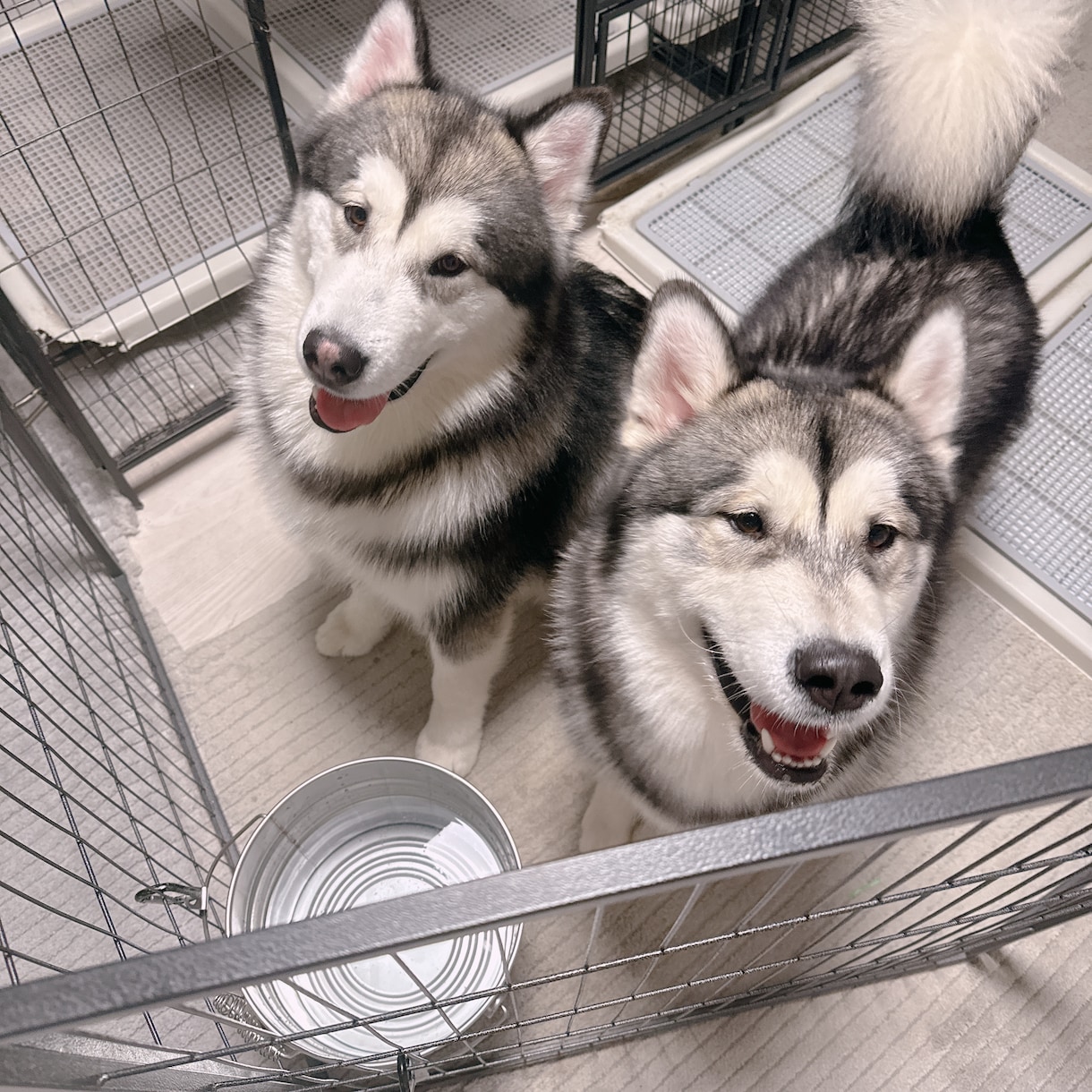 大型犬と猫の飼い主。飼い方やお手入れ相談乗ります アラスカンマラミュートのしおむすび♡愛犬愛猫のお悩み相談室 イメージ1