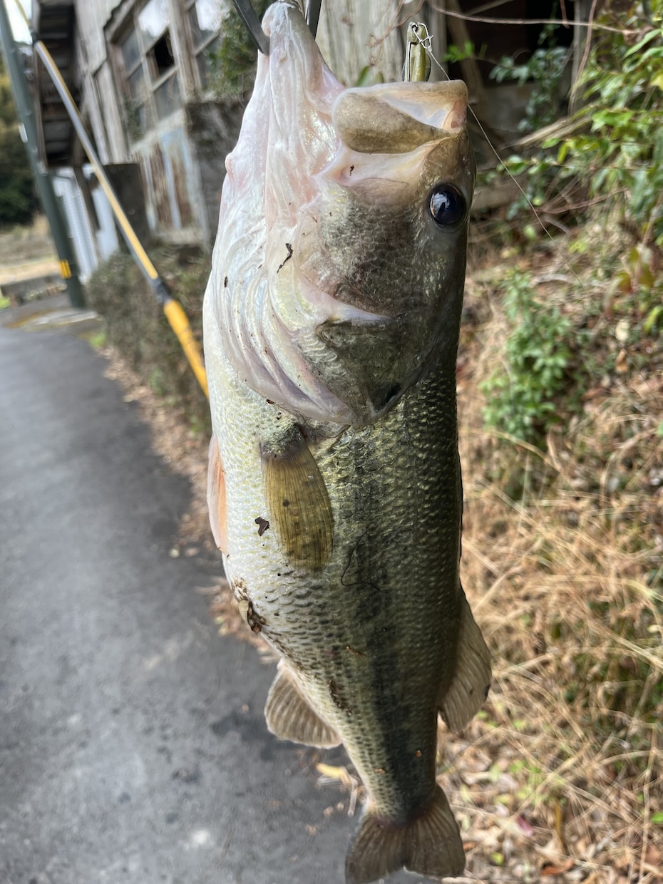 バス釣りをしている人へ、釣果の上げ方教えます バス釣りをひたすら続けてきたのでノウハウを全て伝えたいです。 イメージ3