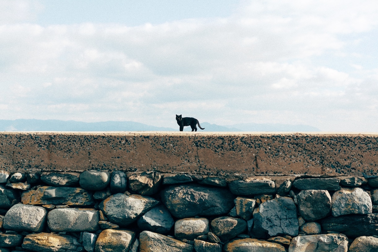 猫島撮影！出張撮影してきます 全国を旅する猫カメラマン あなたへ笑顔をお届けします。 イメージ3