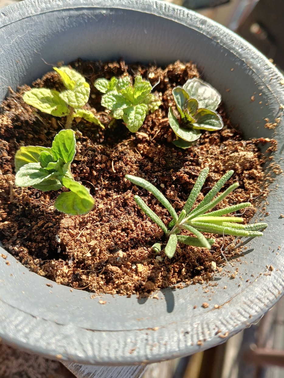 お好きな植物を育て＆弱った植物を再生します 先ずはチャットでご相談ください イメージ1