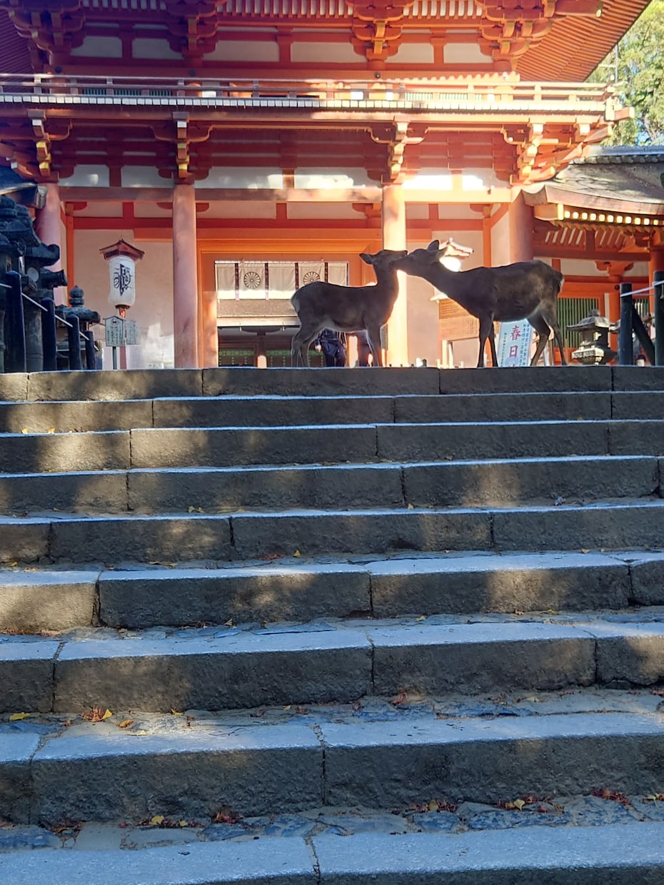 奈良・夫婦大国社でご縁を結ぶ代理参拝をいたします 夫婦神へ祈るハート絵馬奉納つきの恋願成就祈願♡ イメージ8