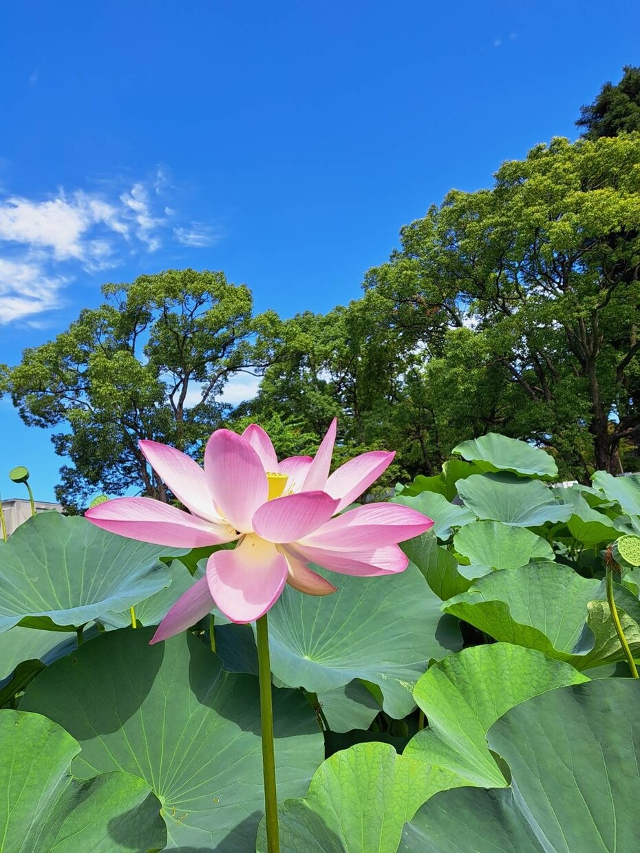 心の不安を否定せずあなたの悩みを聴きます 自分を否定してつらい。やる気がでない。気持ちを共有します。 イメージ1