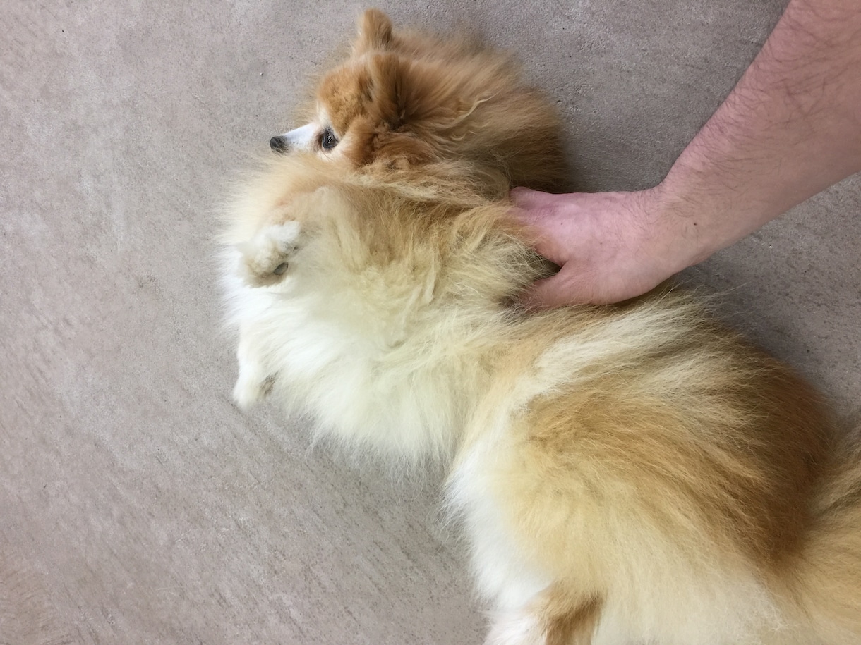 ペットの飼育相談にのります ペットと飼い主の架け橋になります イメージ1