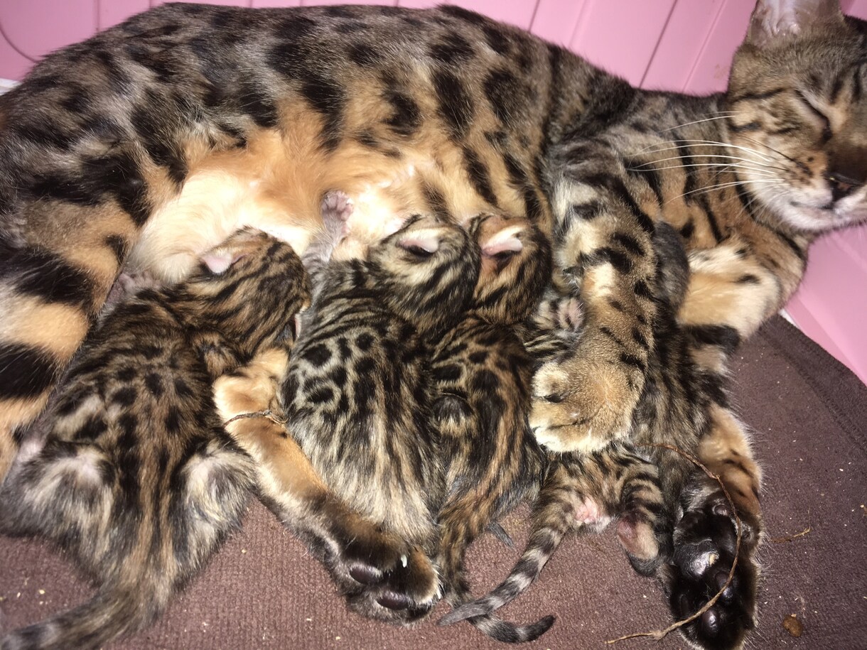 3日間無制限！専門家が猫ちゃんの出産サポートします 妊娠中の猫ちゃんから出産時、育児中の猫ちゃんまで イメージ1