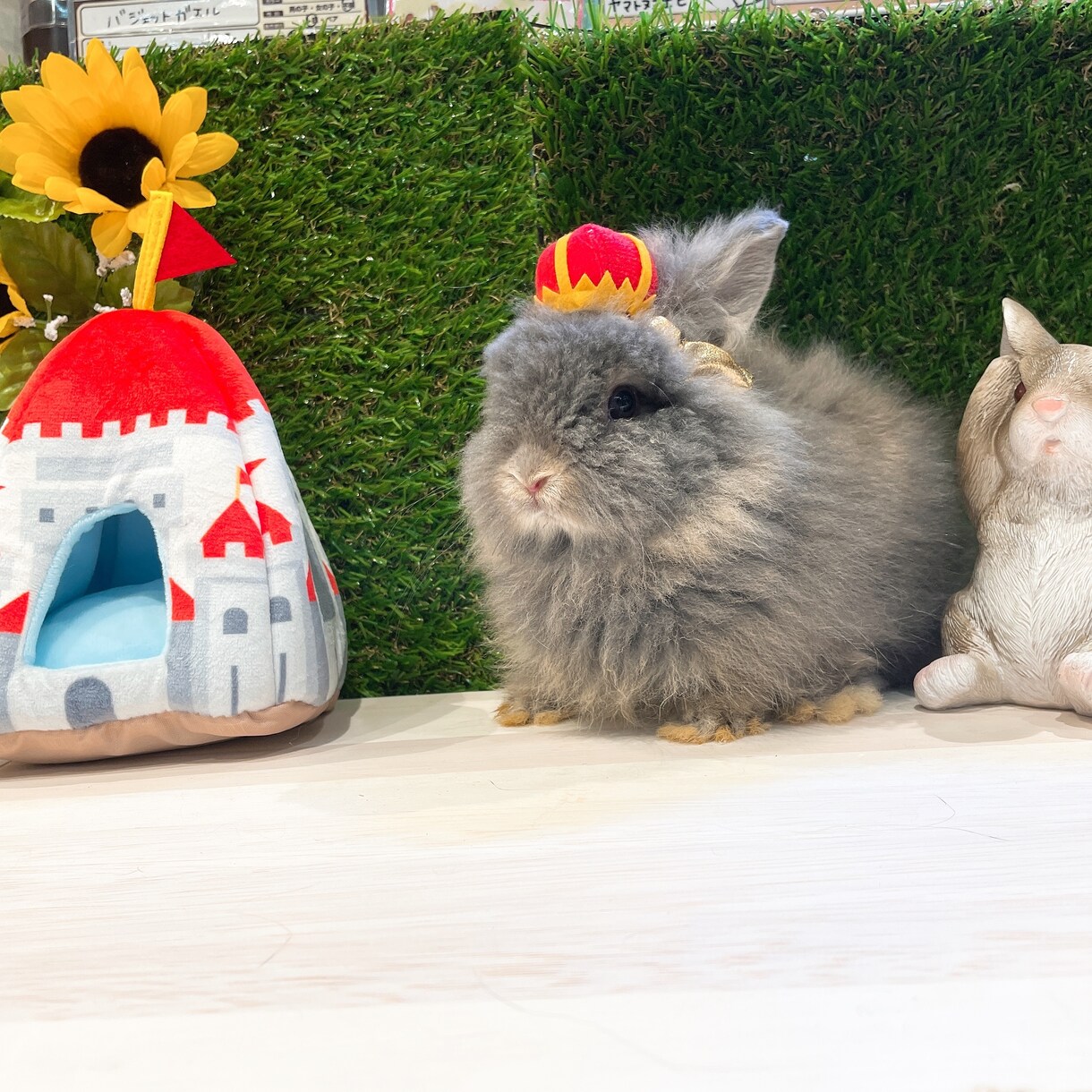 大切なペット達の飼育についてアドバイスします 元ペットショップ店員がペットの飼育方法やお悩みにアドバイス！ イメージ1