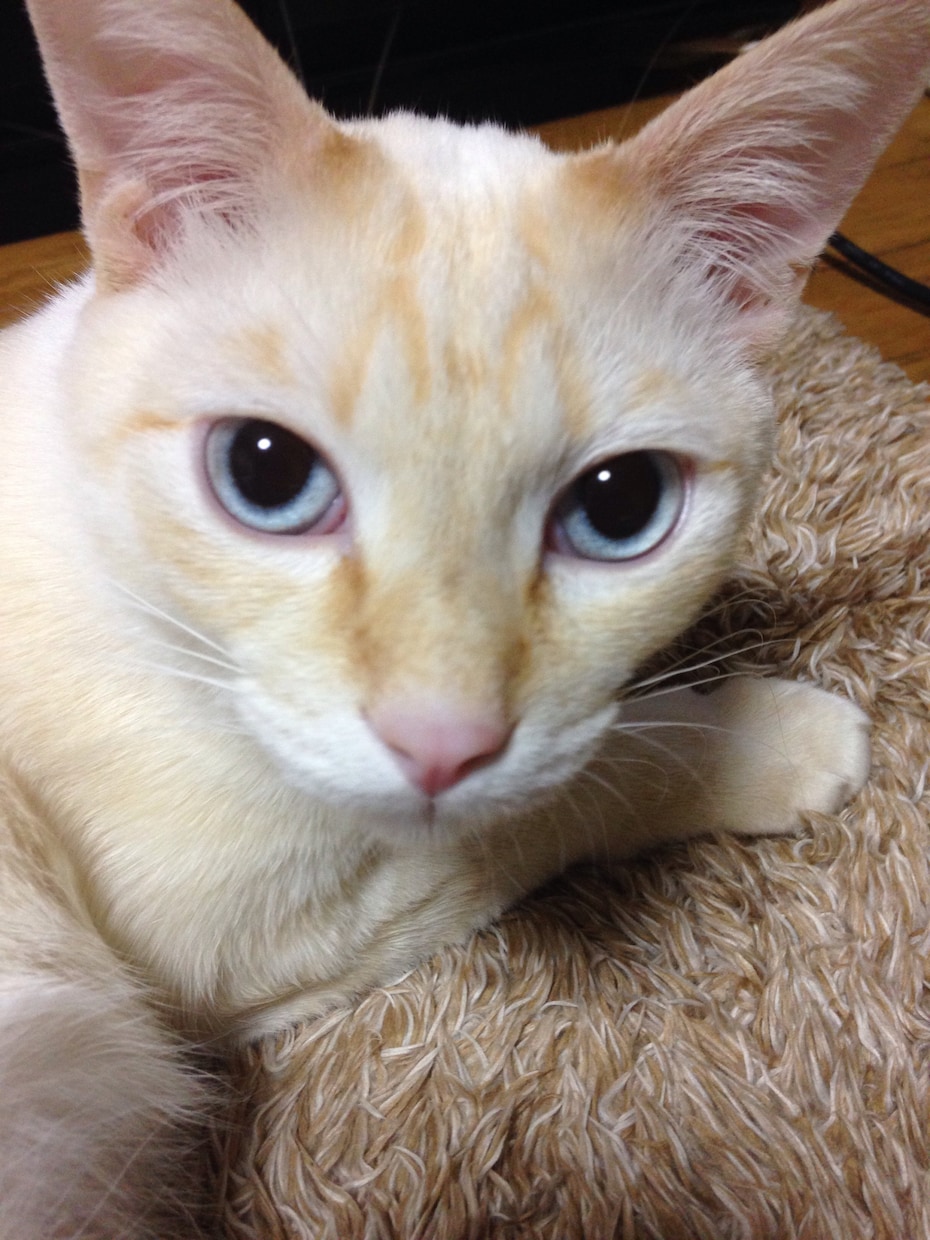 手相鑑定いたします 猫と手相をこよなく愛する猫ばぁばが貴方の手相を鑑定いたします イメージ1