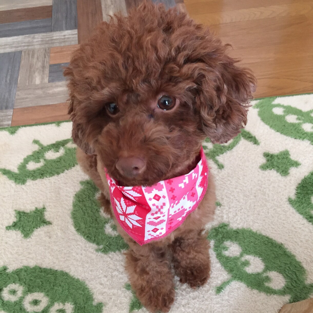 あなたやご家族の生活にぴったりの犬種を紹介します これからワンダフルな生活をする予定のご家族に！ イメージ2