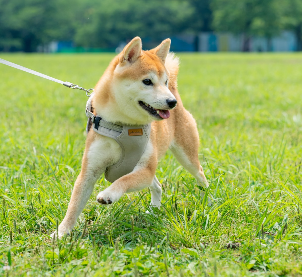 犬・猫・ペットの自然な写真を撮影します ペットと家族が過ごす時間をプロクオリティで残しませんか？ イメージ6