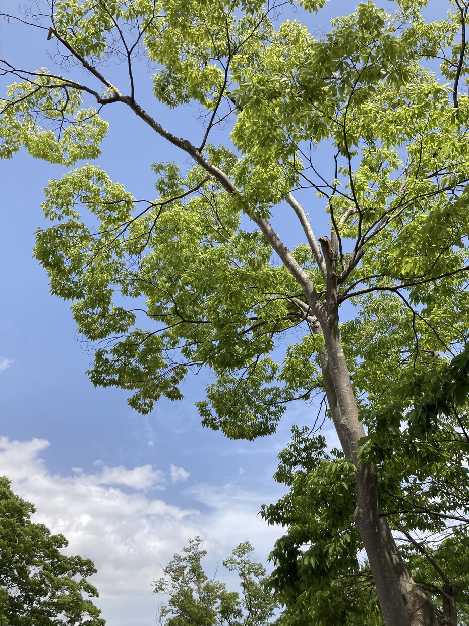 心が軽くなるお手伝いをいたします 話す事で、また前向きに生きることができます。 イメージ1