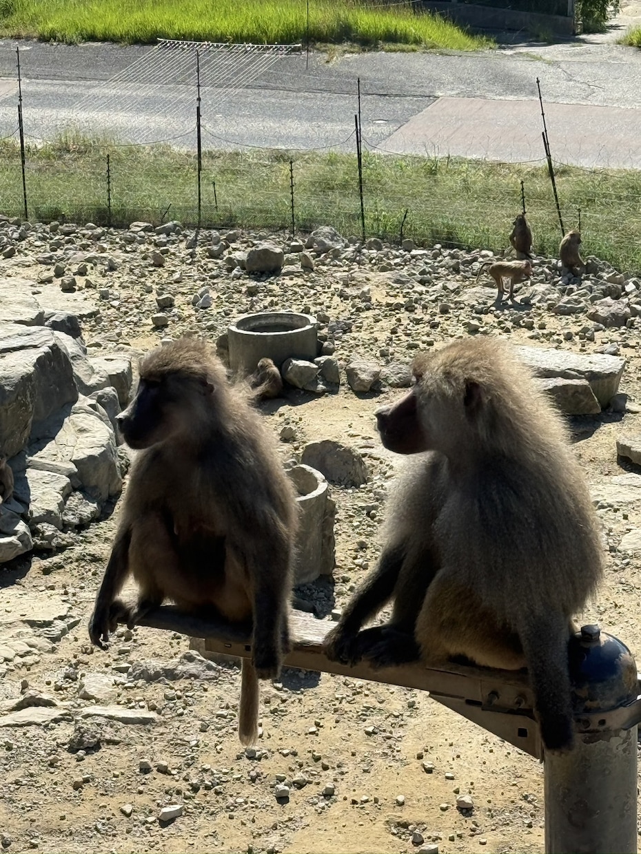 動物園の写真　【先着5名】　5→10枚提供します 商用利用OK！掲載写真全て、各種画像・動画に使えます！ イメージ7