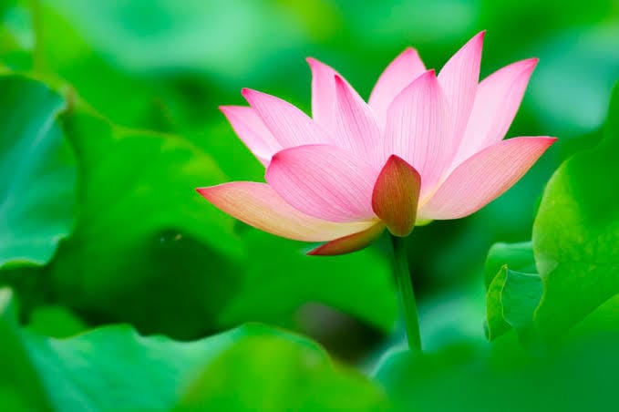 看護師がお悩みごと、愚痴、弱音お聞きします 介護・医療疲れ、精神の辛さ、現場での不安、全てお聞きします イメージ4