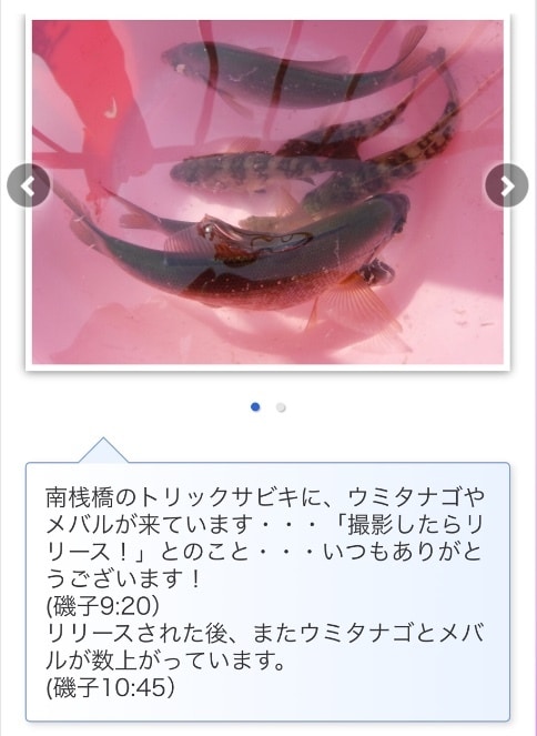 東京湾、横浜、護岸、海釣り公園　秘密釣り方教えます なんでこんなに釣れるの？GOGOフッシング イメージ4