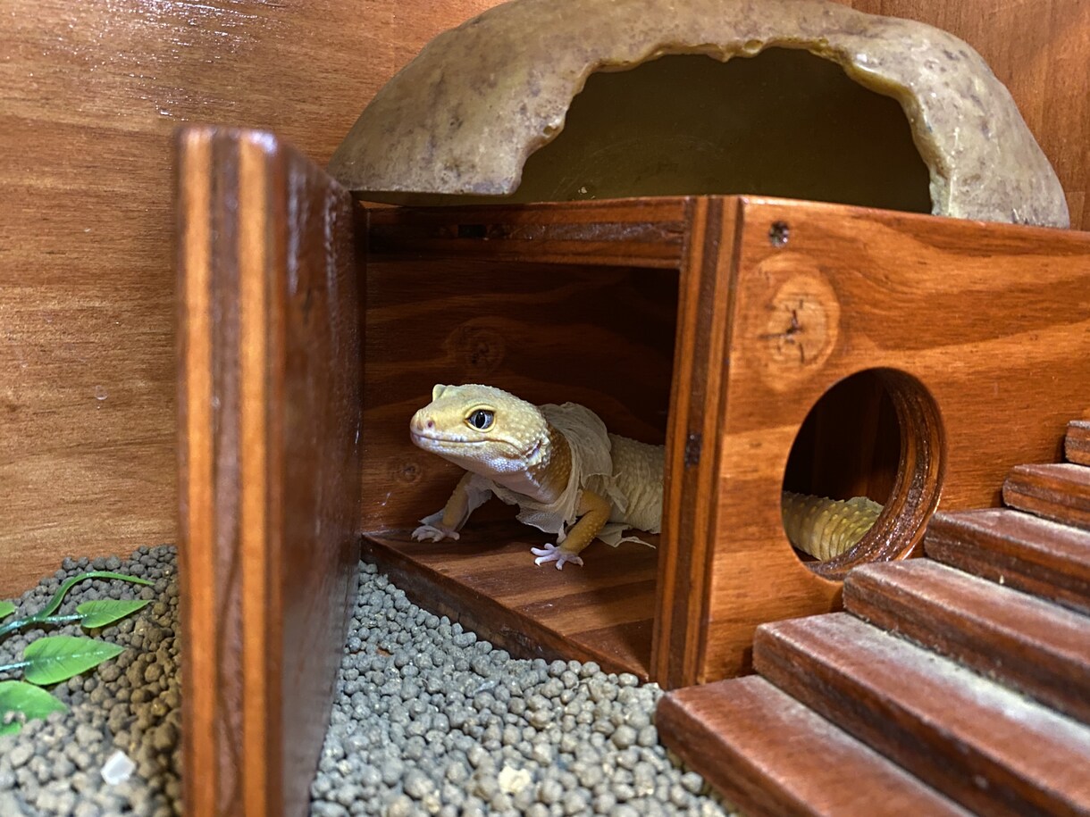 初心者向けトカゲの飼い方・触れ合い方を教えます 学校で専門教育を受けた私が教えます。 イメージ2