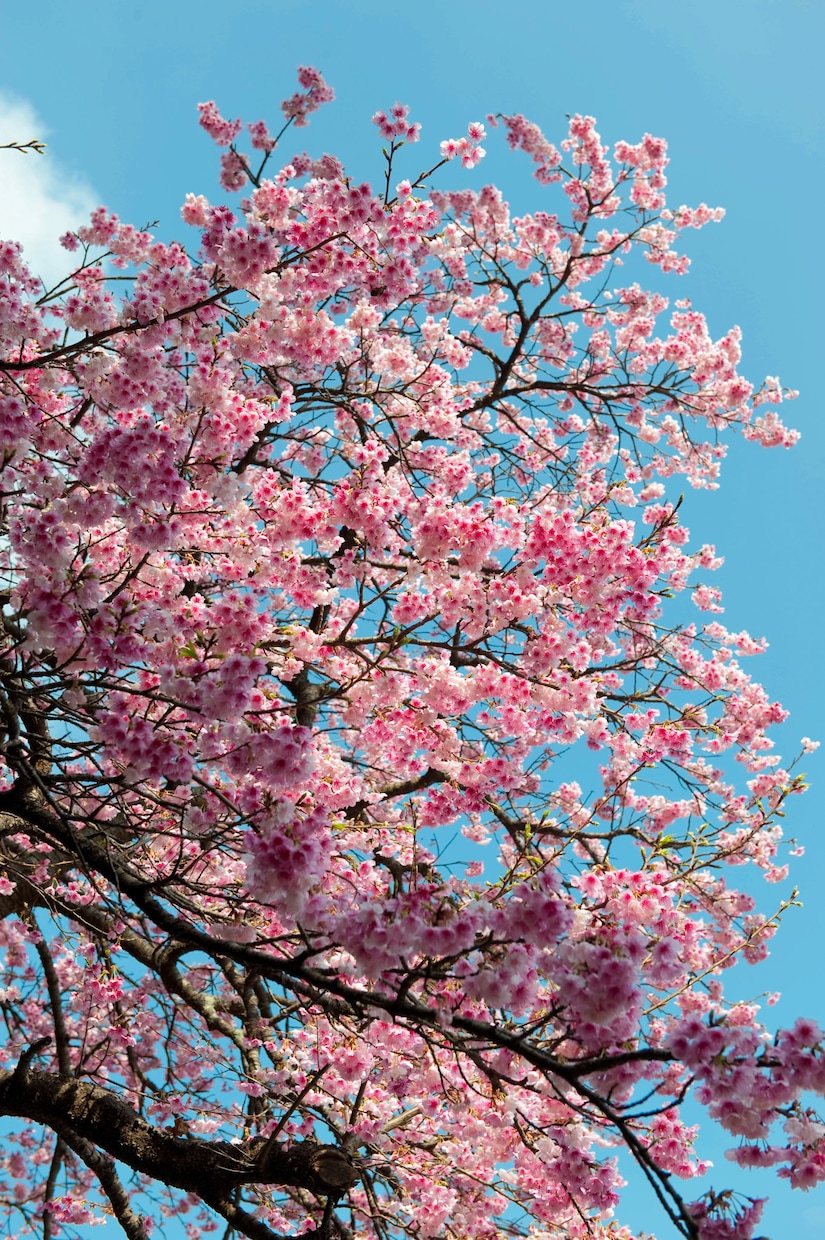 桜の写真を提供いたします 沖縄に咲く桜（ソメイヨシノ）と空のコラボレーション イメージ8