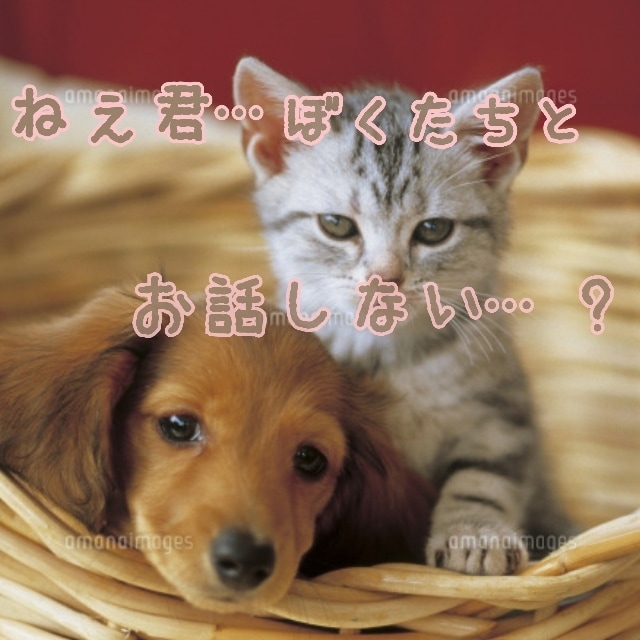 ペットちゃんからのメッセージをお伝え致します 亡くなった子でも鑑定可能です（規定有り） イメージ1