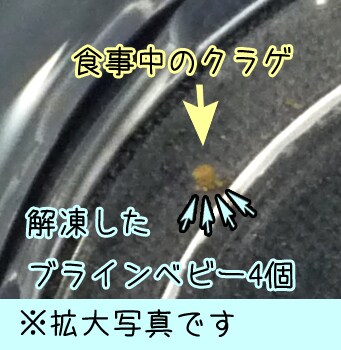 お写真からクラゲさんの死亡確認アドバイスします ※拍動（心臓）が止まっても、意外と生きています！ イメージ1