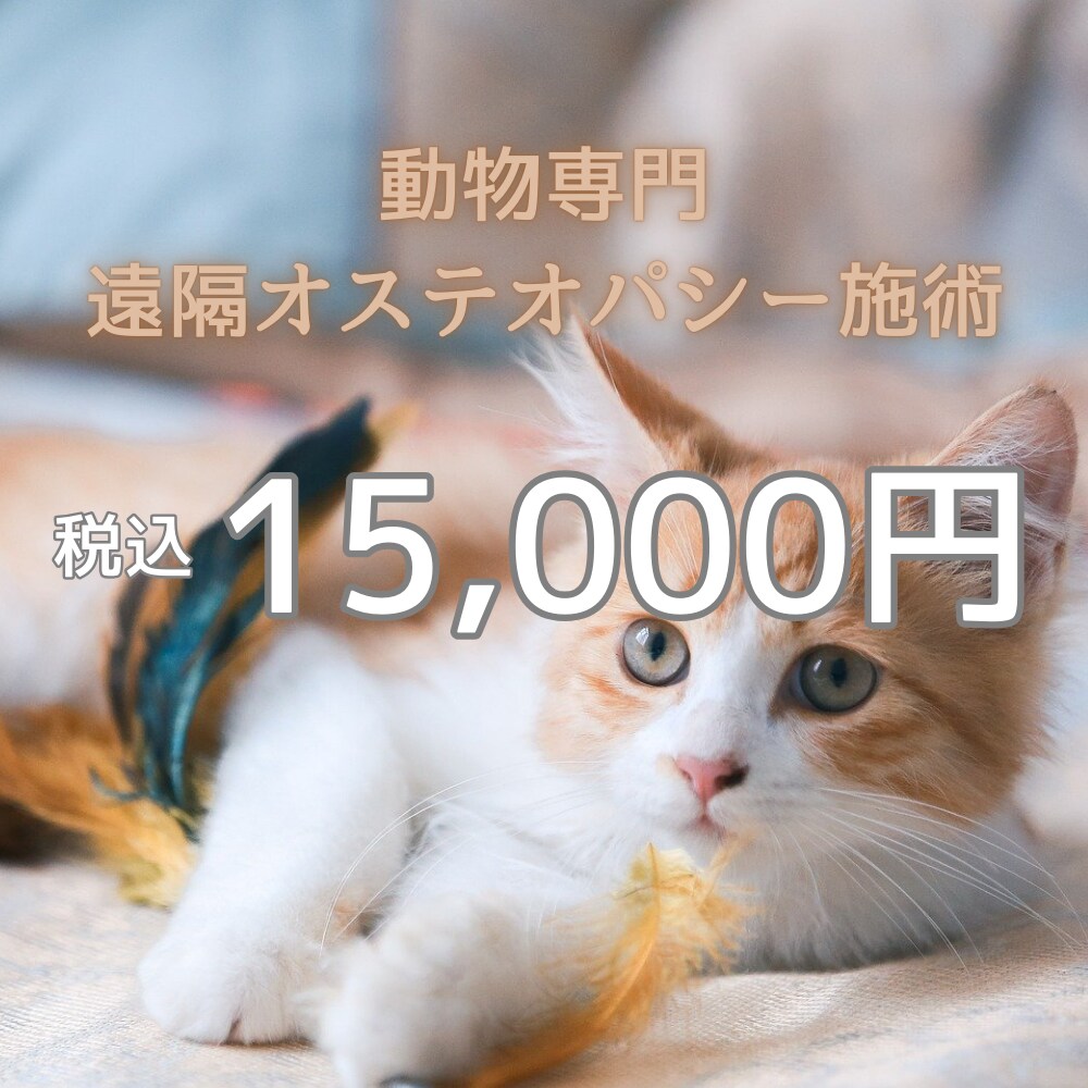 愛する家族(犬猫他)が元気になるよう遠隔施術します 遠隔オステオパシーで次元を超えて活き活きとした表情にします イメージ1