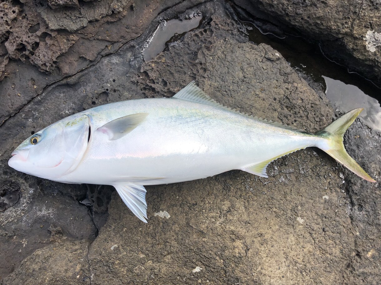 淡路島、明石、和歌山の釣りポイント教えます 関西近郊の釣りポイント教えます青物、スズキ、ヒラスズキ等 イメージ1