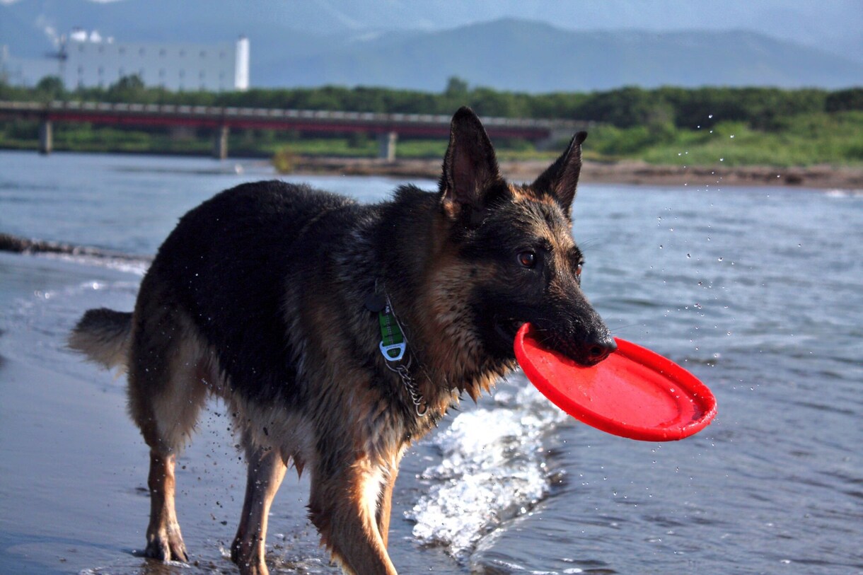 愛犬のしつけ、問題行動、お悩み相談を承ります 「飼い主様」が愛犬を変える方法を教えます！ イメージ3