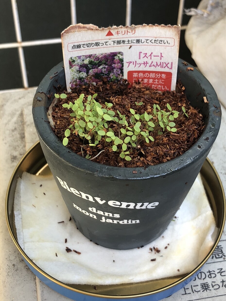 推しのホロスコープを作って鑑定します あなたの推しをもっと理解するお手伝いをします イメージ2