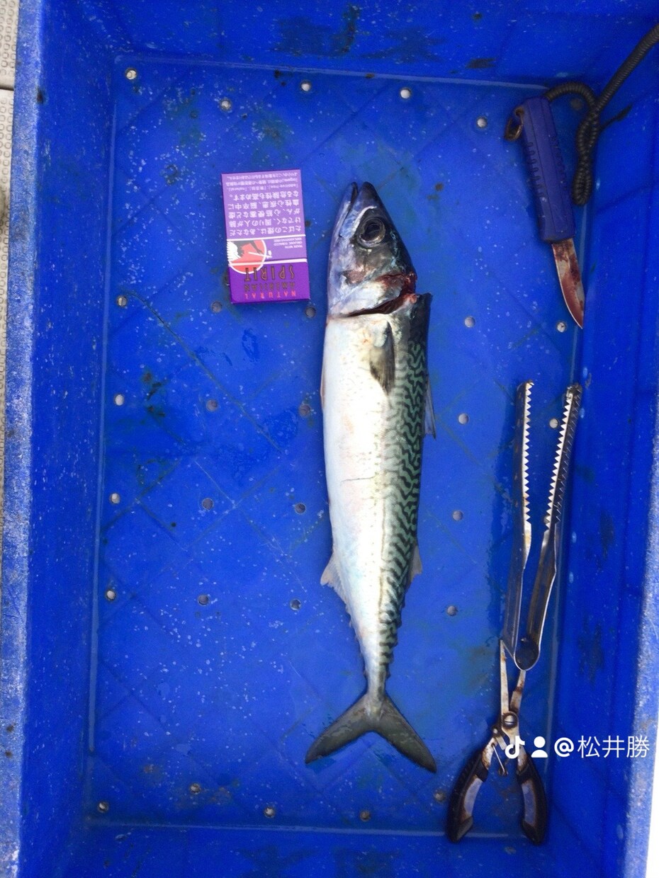 ボート釣りノウハウ教えます 釣り歴30年プレジャーボート乗ってます。 イメージ4