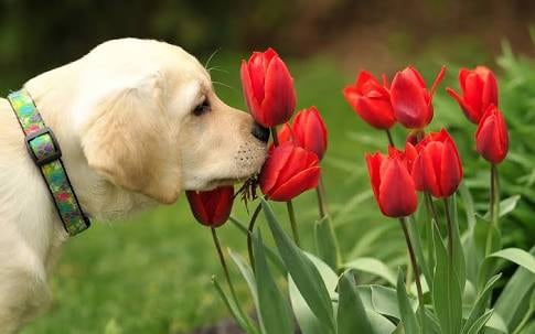 わんちゃんにも使えるアロマオイル教えます あなたの愛犬の性格などを聞いて、オリジナルカルテを作成 イメージ1