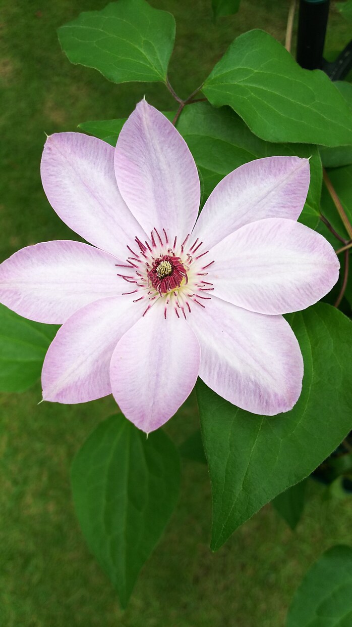 園芸初心者の方に開花するまで丁寧にお教えします 人気のCCR(バラ クレマチス クリスマスローズ)も是非！ イメージ4