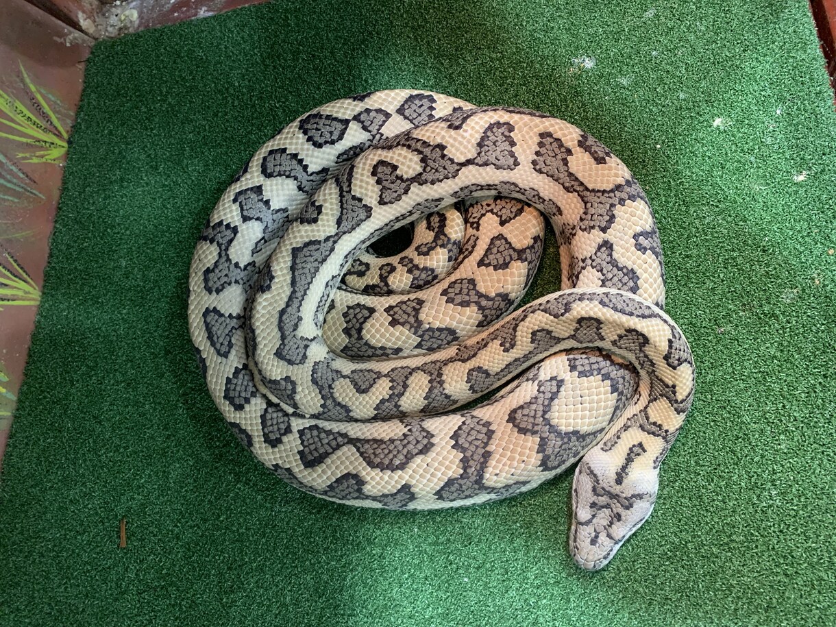小動物、爬虫類、猛禽類などの飼育相談承ります 某個人営業の動物園での勤務経験から飼育のお悩み解決に導きます イメージ1