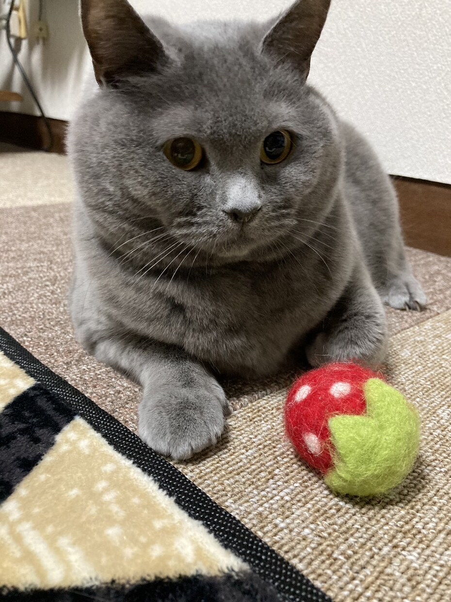 ペットをかわいいパステルの雰囲気でお描きします うちの子をﾊﾟｽﾃﾙの世界へ*.背景名入れ追加料金なしです！ イメージ8