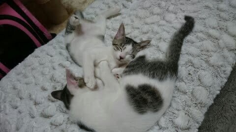 子犬子猫のしつけ相談します 現役動物看護師が教える！こいぬ・こねこの育て方相談 イメージ3