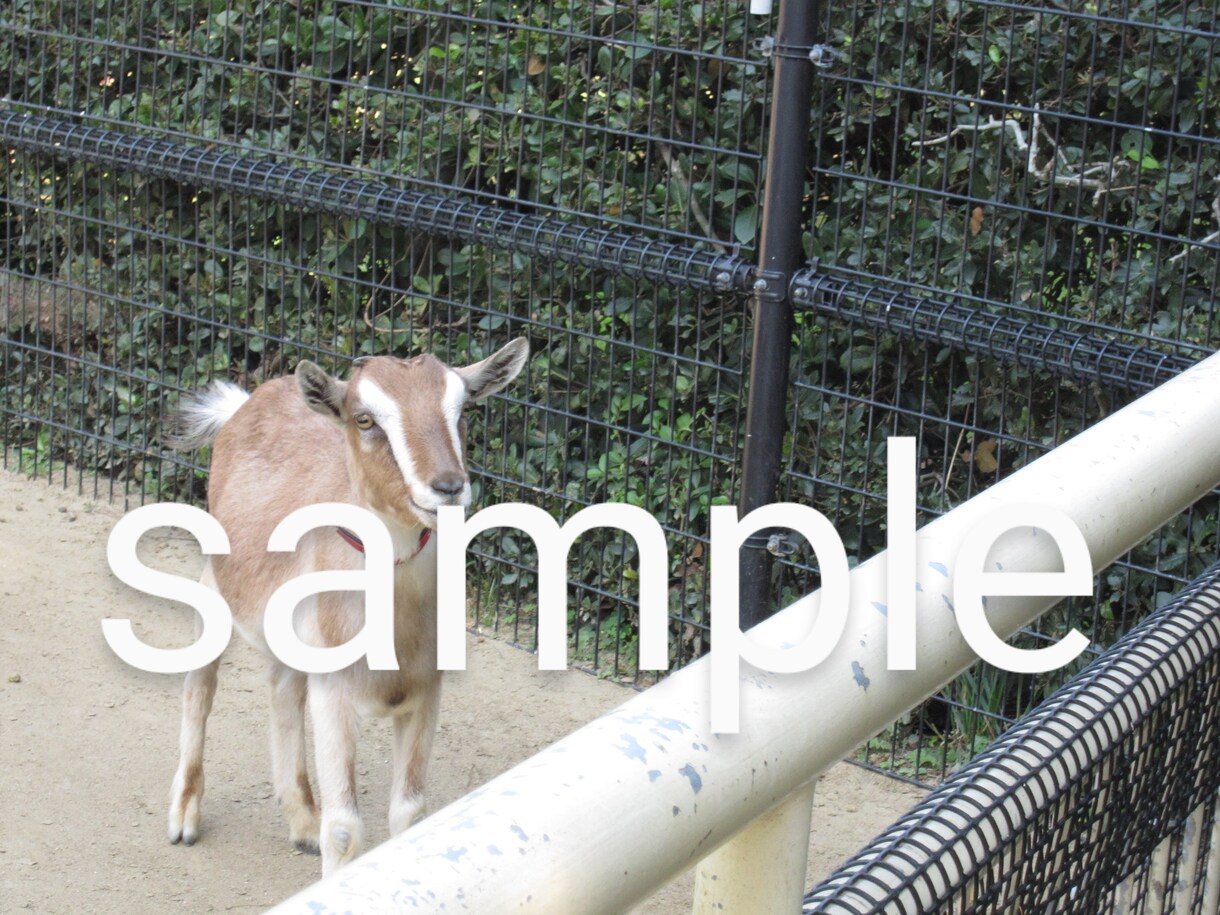 動物写真(ヤギ特集)を提供します ヤギたちの可愛くて癒される写真です♪ イメージ4