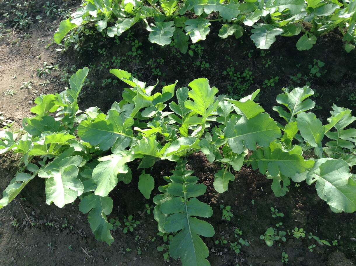 野菜を作りたい方お教えします 畑の確保の仕方から始まり収穫までをおおまかにお教えいたします イメージ1