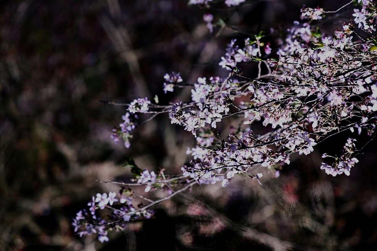 風景や食べ物などの写真を提供します 川、滝、花等の写真を撮影しています。 イメージ1