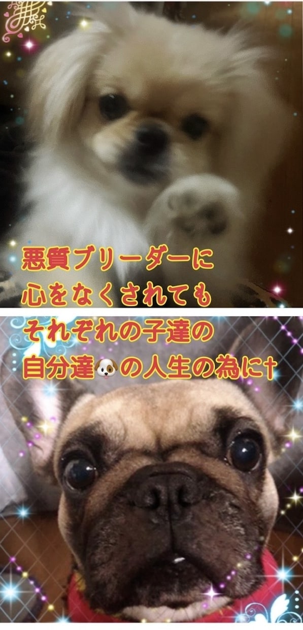 保護活から✴︎学んだペット霊視お気持ち拝見します 保護活から得たペットそれぞれの気持ちをお伝えします†✴︎ イメージ7