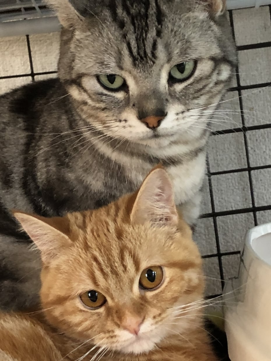 猫ちゃんの飼育方法などの悩み相談に乗ります 初めて猫を家族に迎えた方、多頭飼い始めた方飼育方法教えます イメージ1