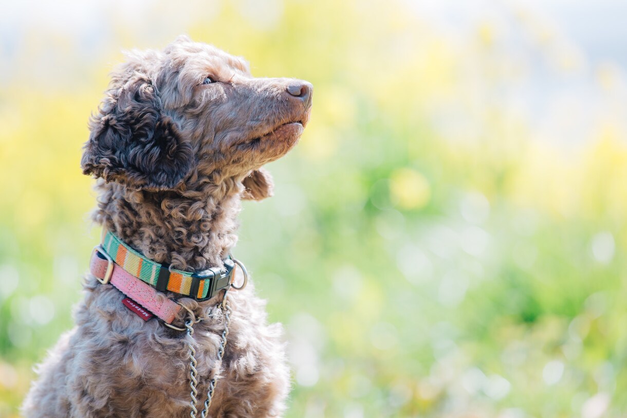 愛犬のお困りごとを性格や状況などから解決いたします あなたの褒め方や、やり方は本当に愛犬と合っていますか？ イメージ5